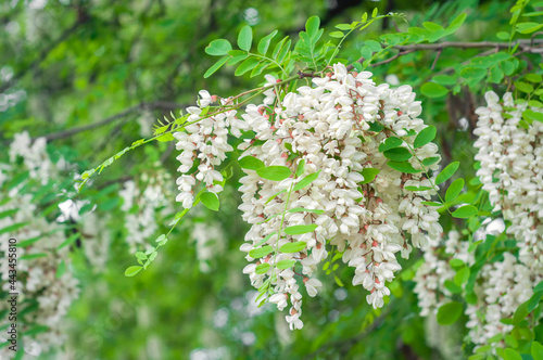 blossoming tree