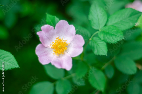 pink and white flower