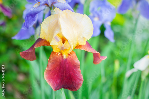 yellow iris flower