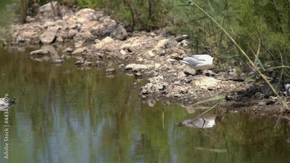 Seagull feeding chick after regurgitating food in slow-mo Seagull feeding chick after regurgitating food in slow-mo