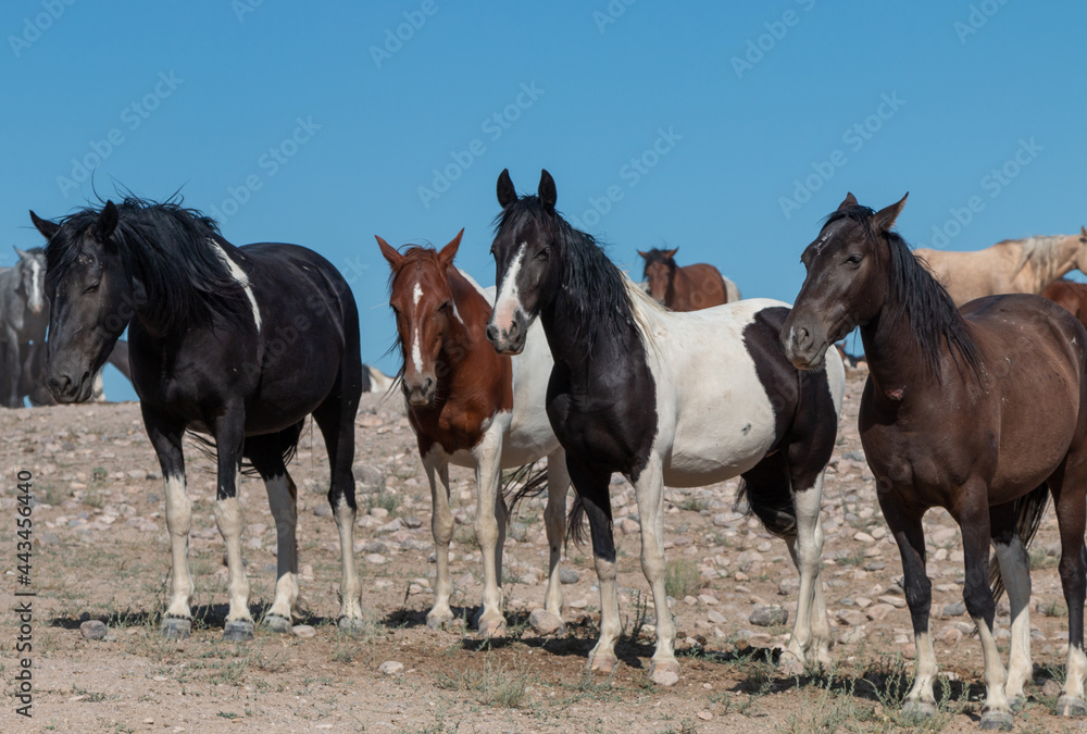 Wild Horses in Summer in the Utah Desert Wild Horses in Summer in the Utah Desert