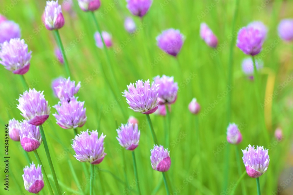 Chive flowers in the garden.