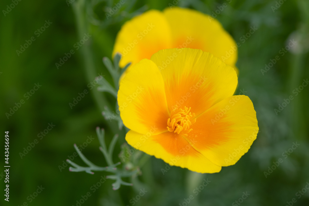 california poppie close up photo made in Weert the Netherlands california poppie close up photo made in Weert the Netherlands