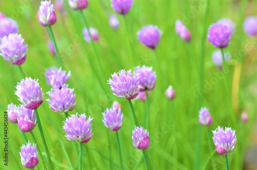 Chive flowers in the garden.