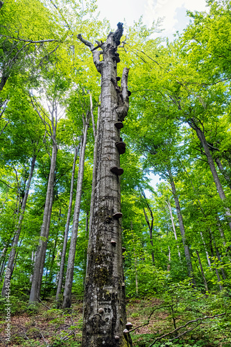 Dead tree, Vihorlat mountains, Slovakia, summer scene photo