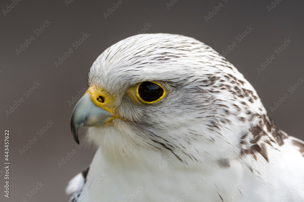 Fototapeta premium Weißer Gerfalke