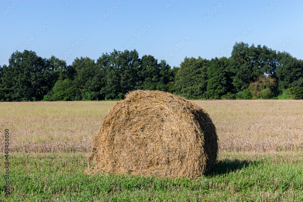 large cylindrical stacks of wheat straw large cylindrical stacks of wheat straw