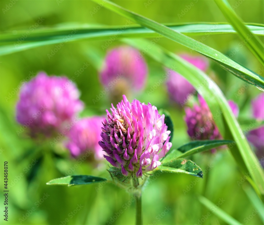 Red Clover flower (Trifolium pratense).