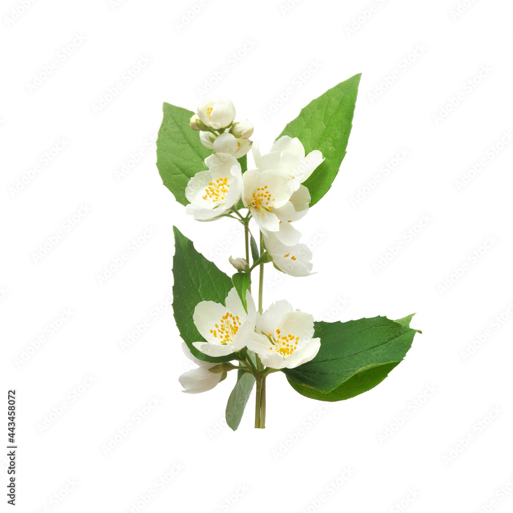 Obraz premium Jasmine white flower isolated on white background