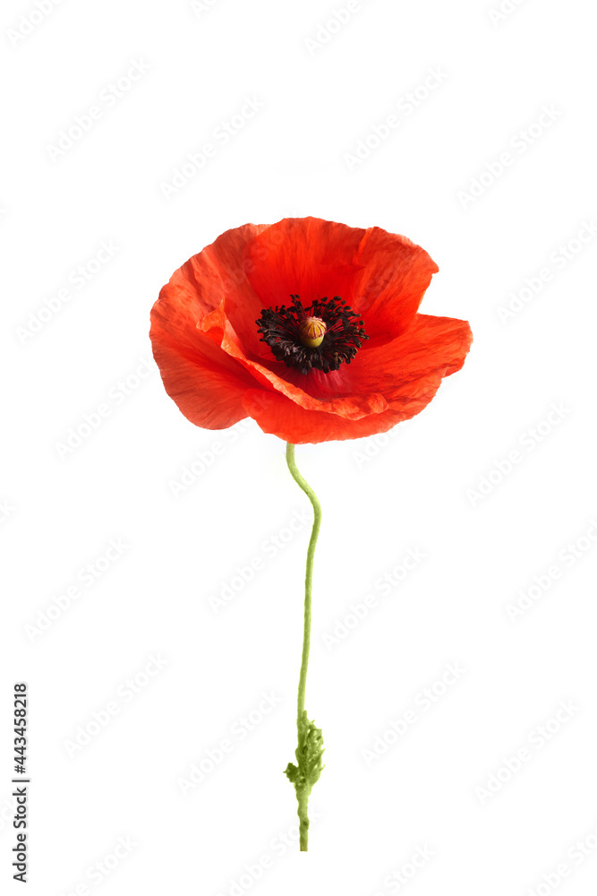 Bright red poppy flower isolated on white background. Bright red poppy flower isolated on white background.