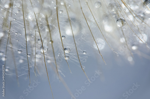 Beautiful dew drops on a dandelion seed. Beautiful soft background. Macro photography.