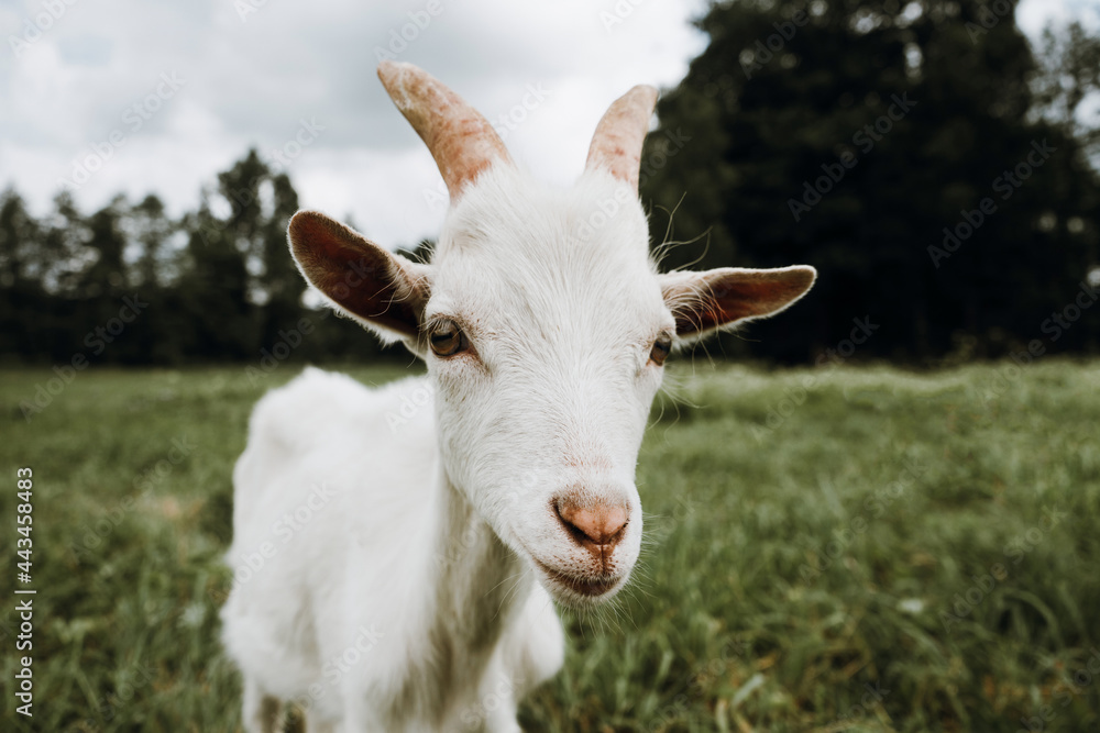 close up white goat on the green grass close up white goat on the green grass