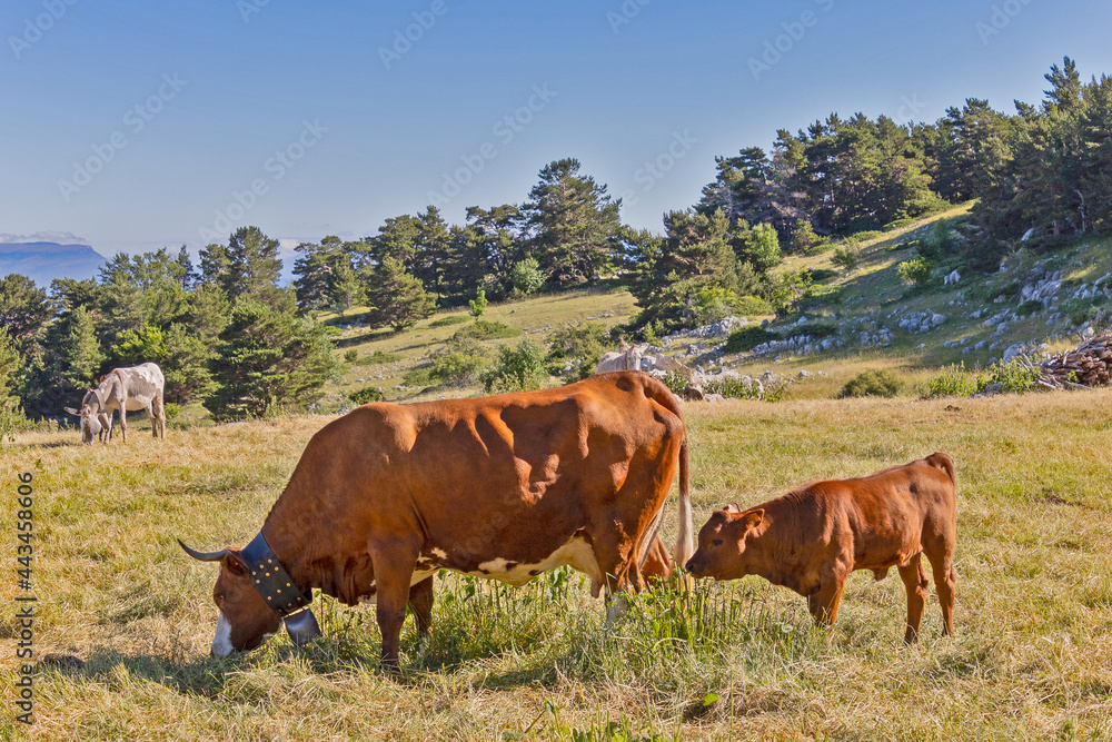 troupeau de vaches sur le Mont Ventoux troupeau de vaches sur le Mont Ventoux