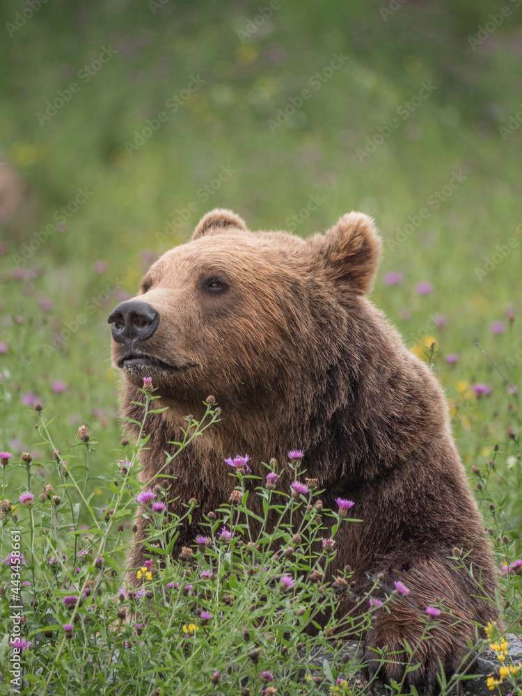 Fototapeta premium Ours brun dans la végétation en fleurs