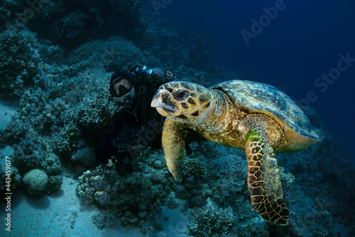   Hawksbill sea turtle  Eretmochelys imbricata . Underwater Red Sea seascape. Coral reef near Makadi Bay  Egypt