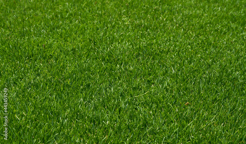 green grass field garden texture background