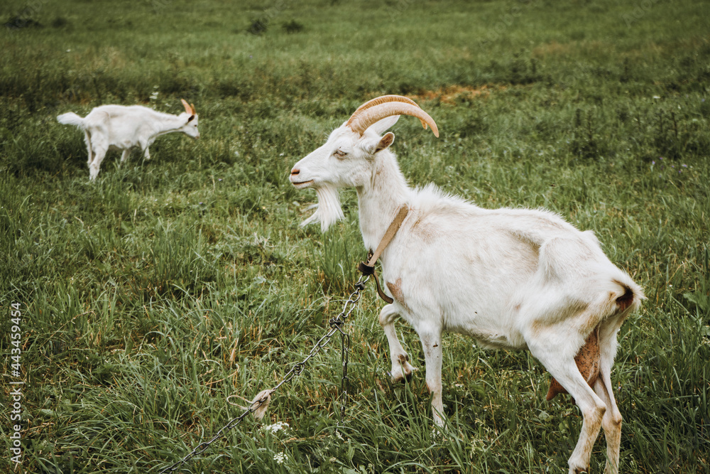 White goats crawling in the meadow on a cloudy day White goats crawling in the meadow on a cloudy day