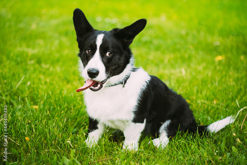 Funny Cardigan Welsh Corgi Dog Playing In Green Summer Meadow Grass. Welsh Corgi Is A Small Type Of Herding Dog That Originated In Wales Funny Cardigan Welsh Corgi Dog Playing In Green Summer Meadow Grass. Welsh Corgi Is A Small Type Of Herding Dog That Originated In Wales