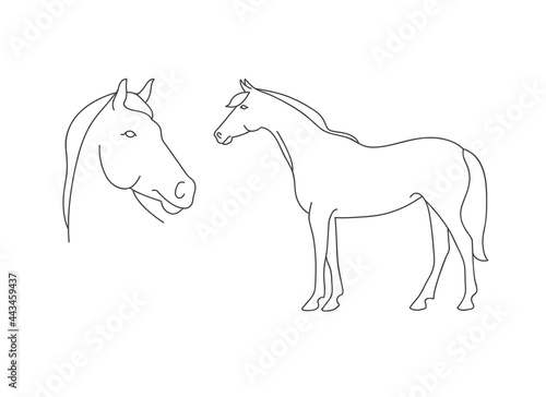 Vector linear illustration farm animal - horse isolated in white background.