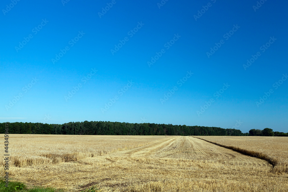 agricultural fields with wheat or rye