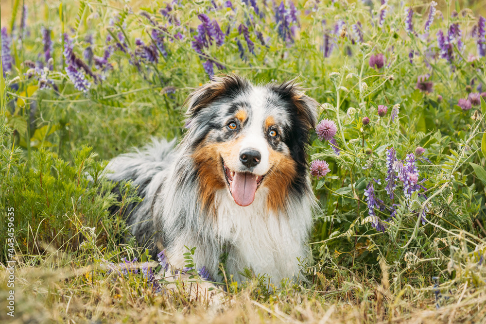 Fototapeta premium Funny Red And White Australian Shepherd Dog Resting In Green Grass With Purple Blooming Flowers. Aussie Is A Medium-sized Breed Of Dog That Was Developed On Ranches In The Western United States