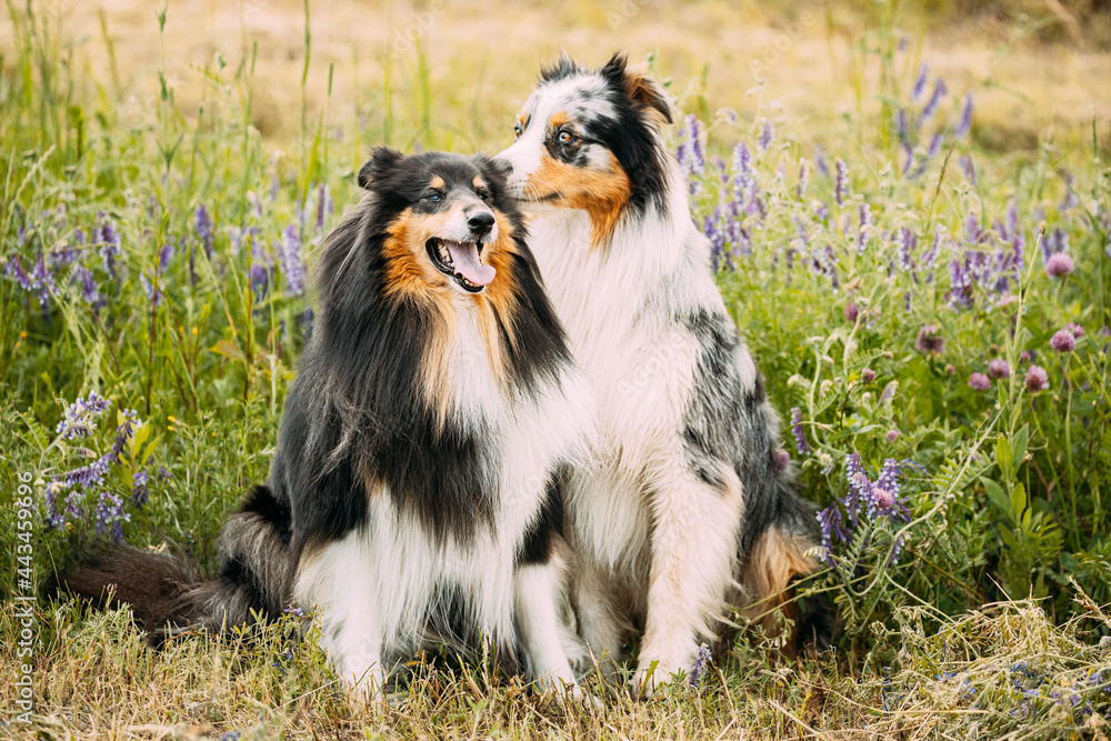 Australian Shepherd Dog And Tricolor Rough Collie, Funny Scottish Collie, Long-haired Collie, English Collie, Lassie Dog Sitting In Green Grass With Purple Blooming Flowers