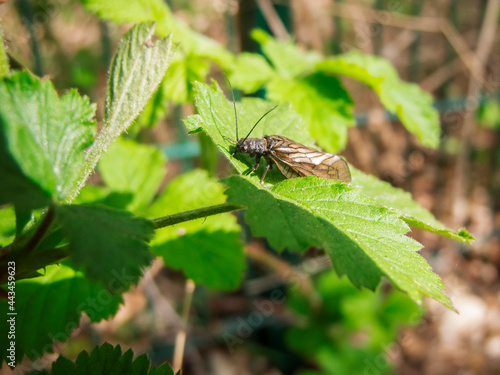Alderfly Sialidae Schlammfliege