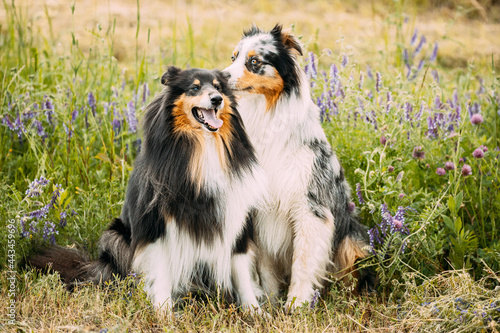 Australian Shepherd Dog And Tricolor Rough Collie, Funny Scottish Collie, Long-haired Collie, English Collie, Lassie Dog Sitting In Green Grass With Purple Blooming Flowers