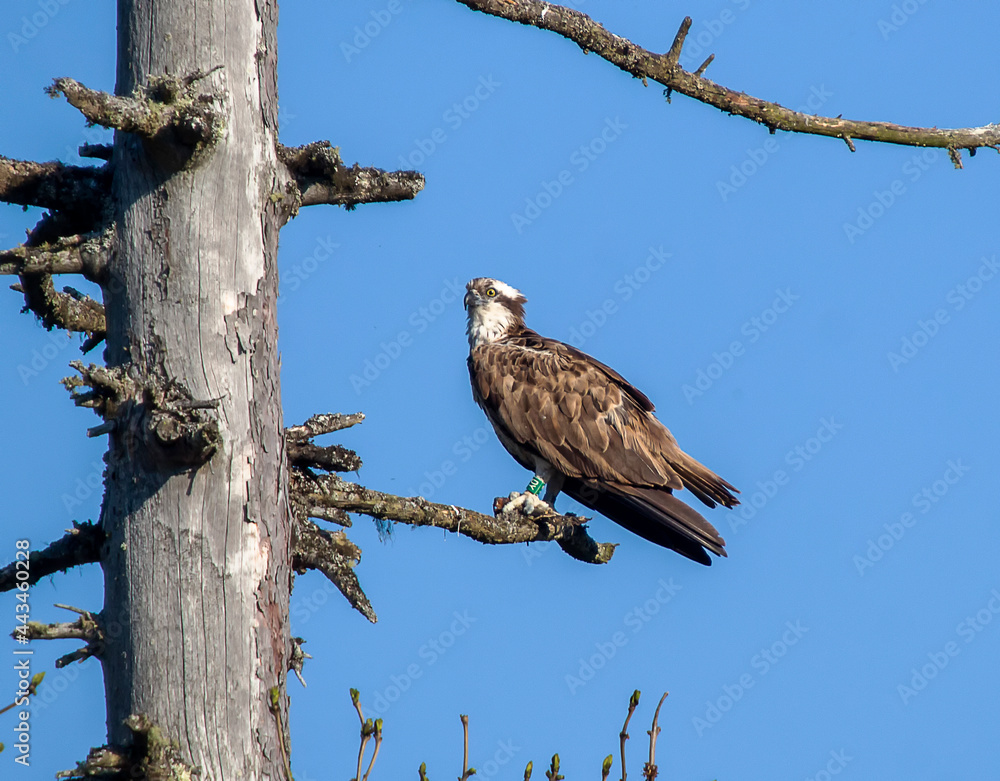 An Osprey (Pandion haliaetus) with a fish in the Cairngorms National Park, Scotland, UK An Osprey (Pandion haliaetus) with a fish in the Cairngorms National Park, Scotland, UK