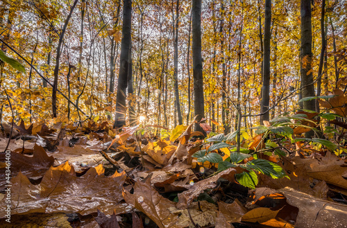 leuchtender Herbstwald mit Laub am Boden im Vordergrund