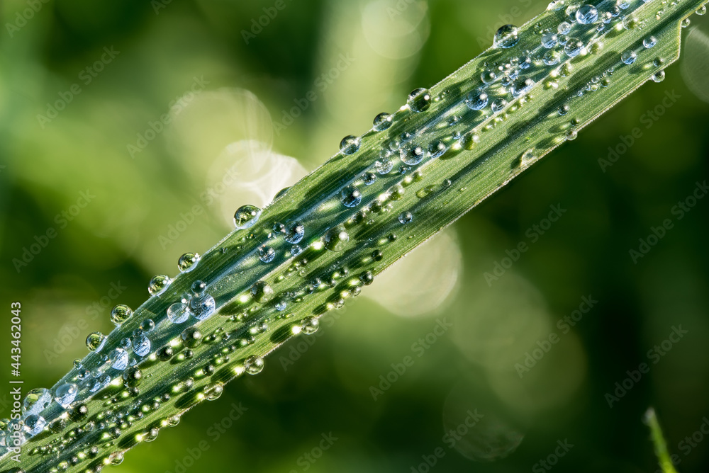 glitzernde Wassertropfen auf einem Blatt glitzernde Wassertropfen auf einem Blatt