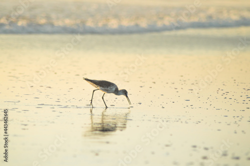 Bird at beach