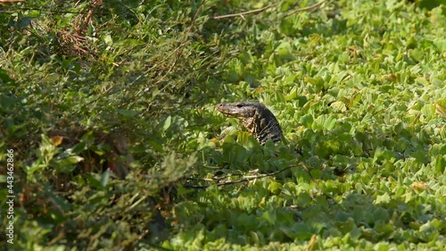 Varanus salvator or water moniter living in the pond he finding food breakfast meal.  photo