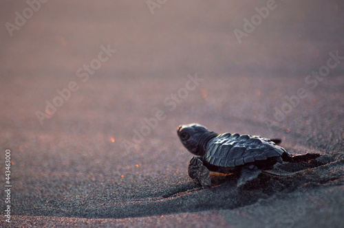 Marine turtle at sunset photo