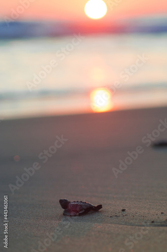 Marine turtle at sunset