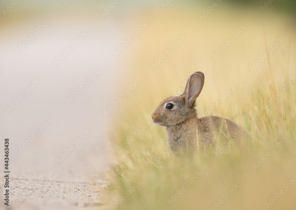 Fototapeta premium Kaninchen / Wildkaninchen Oryctolagus cuniculus