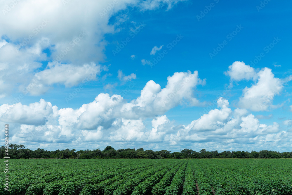 Beautiful day over crops