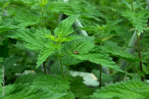 Blackfoot spider on a bush of green dioecious nettle