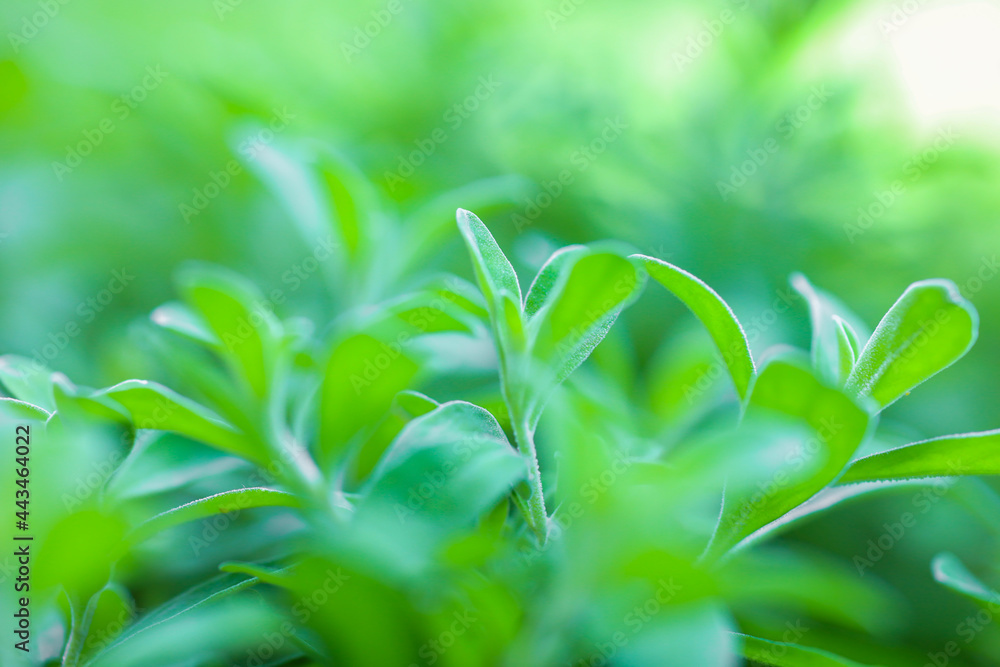 Natural green leaves plants using as spring background cover page environment ecology or greenery wallpaper.Nature of green leaf in garden at summer Natural green leaves plants using as spring background cover page environment ecology or greenery wallpaper.Nature of green leaf in garden at summer