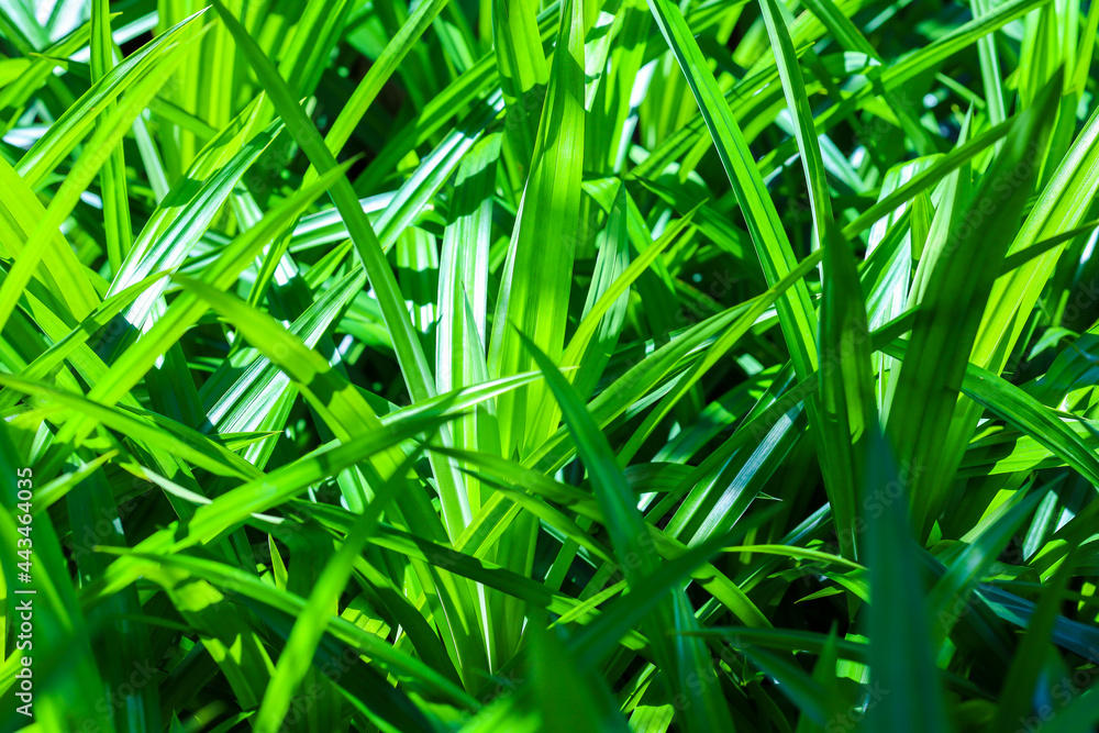 Fragrant pandanus (Pandanus amaryllifoliuspandan wangi) in the garden,is a tropical plant in the Pandanus (screwpine) genus, which is commonly known as pandan Fragrant pandanus (Pandanus amaryllifoliuspandan wangi) in the garden,is a tropical plant in the Pandanus (screwpine) genus, which is commonly known as pandan