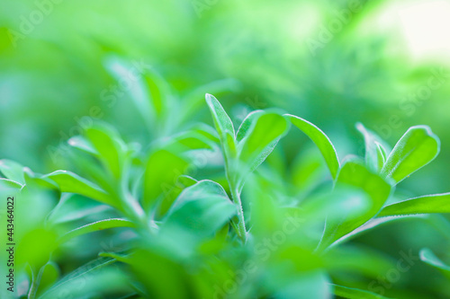 Natural green leaves plants using as spring background cover page environment ecology or greenery wallpaper.Nature of green leaf in garden at summer