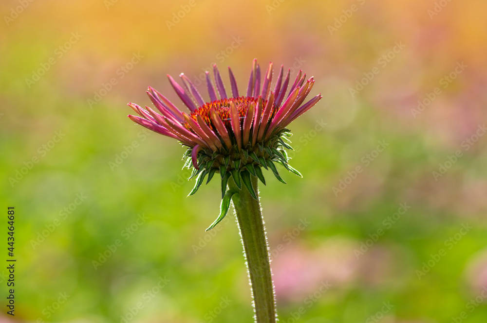 Echinacea purpurea purple coneflowers flowering plants, group of ornamental medicinal hedgehogs flowers in bloom Echinacea purpurea purple coneflowers flowering plants, group of ornamental medicinal hedgehogs flowers in bloom