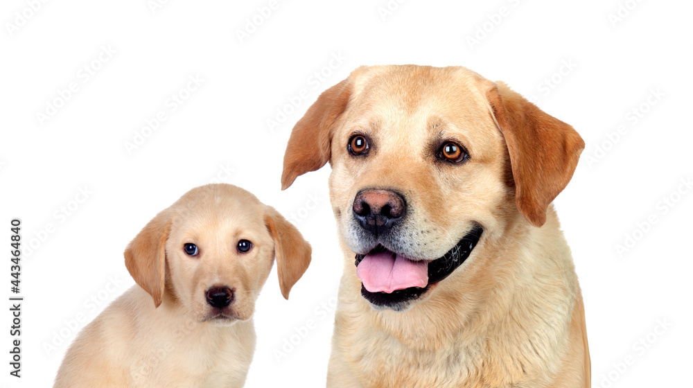 Labrador dogs Labrador dogs