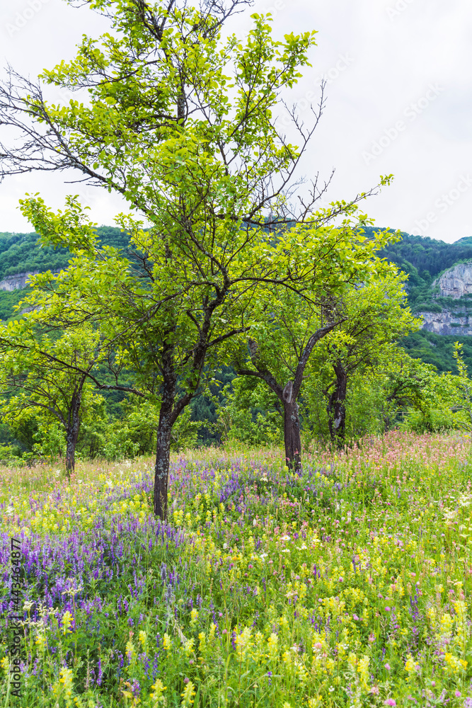 Summer Meadow with Blooming Forest Flowers ,Trees and Mountain Background 