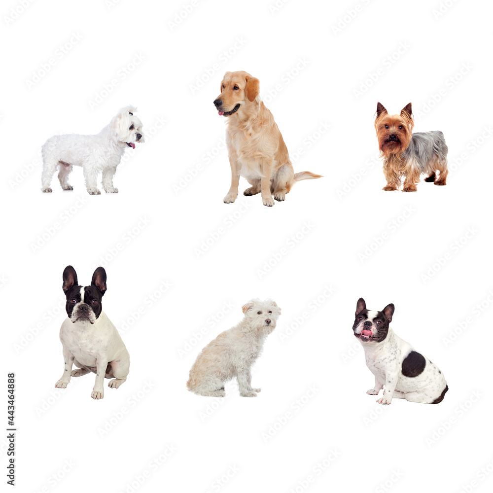 Fototapeta premium Beautiful pets