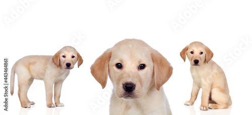 Labrador dogs