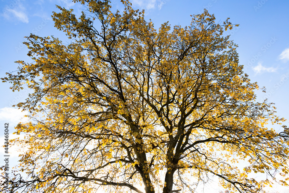 Fototapeta premium oak tree trunk with yellow foliage