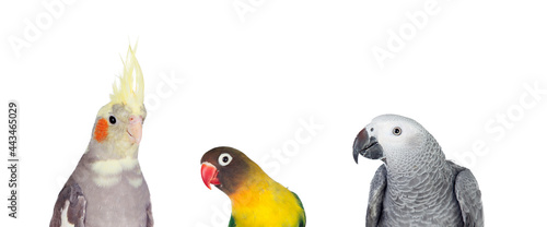 Exotic birds