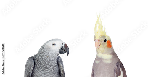 Exotic birds