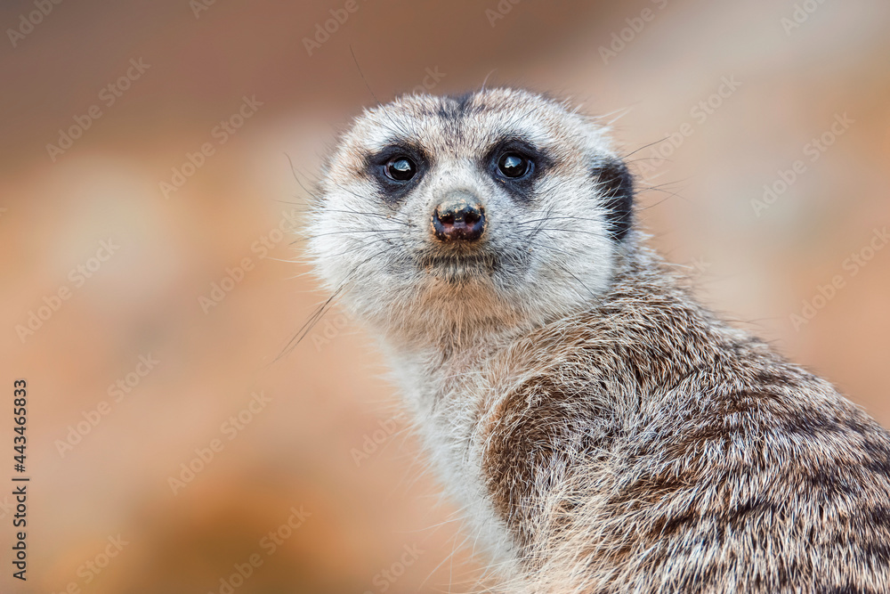 Fototapeta premium meerkat on guard